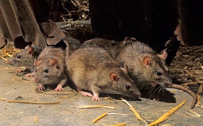 15 Cách phòng và diệt chuột hiệu quả ngay tại nhà