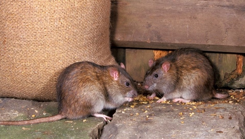Hướng dẫn cách xua đuổi chuột và bẫy chuột trong nhà